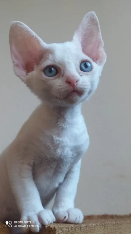 Открыт резерв на котят Девон Рекс