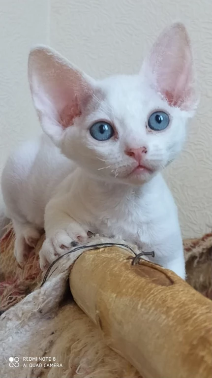 Открыт резерв на котят Девон Рекс