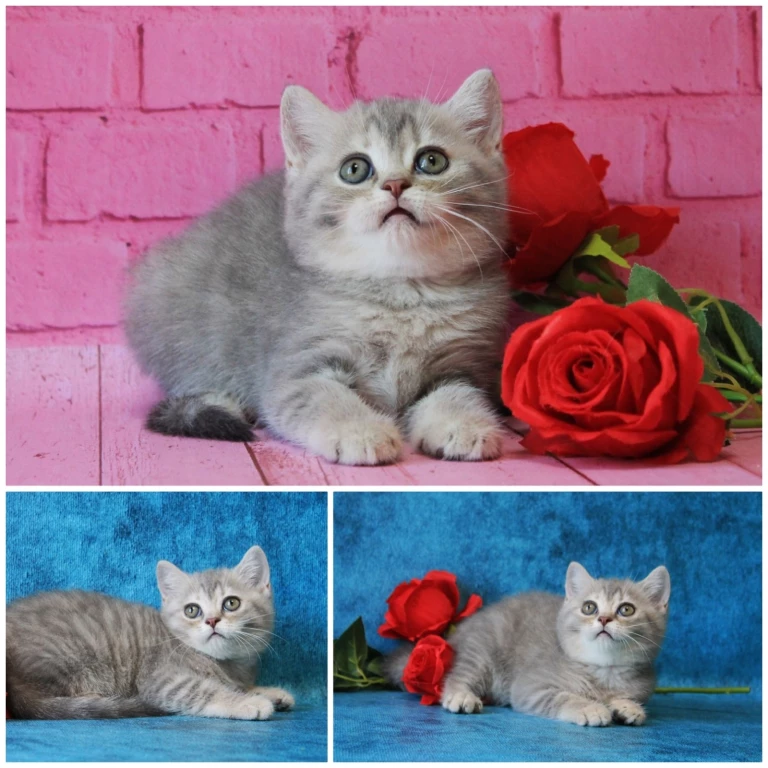 Чистопородный британский котенок, девочка, голубой вискас