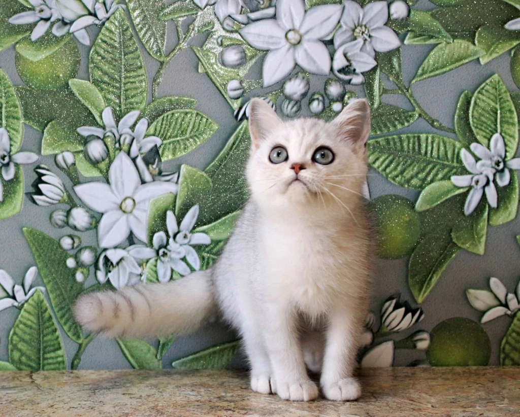 Серебристая британская шиншилла, мальчик, с ветеринарным паспортом