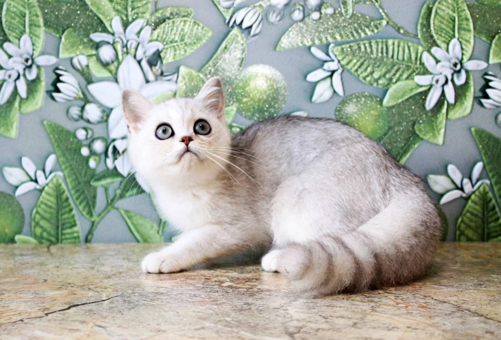 Серебристая британская шиншилла, мальчик, с ветеринарным паспортом