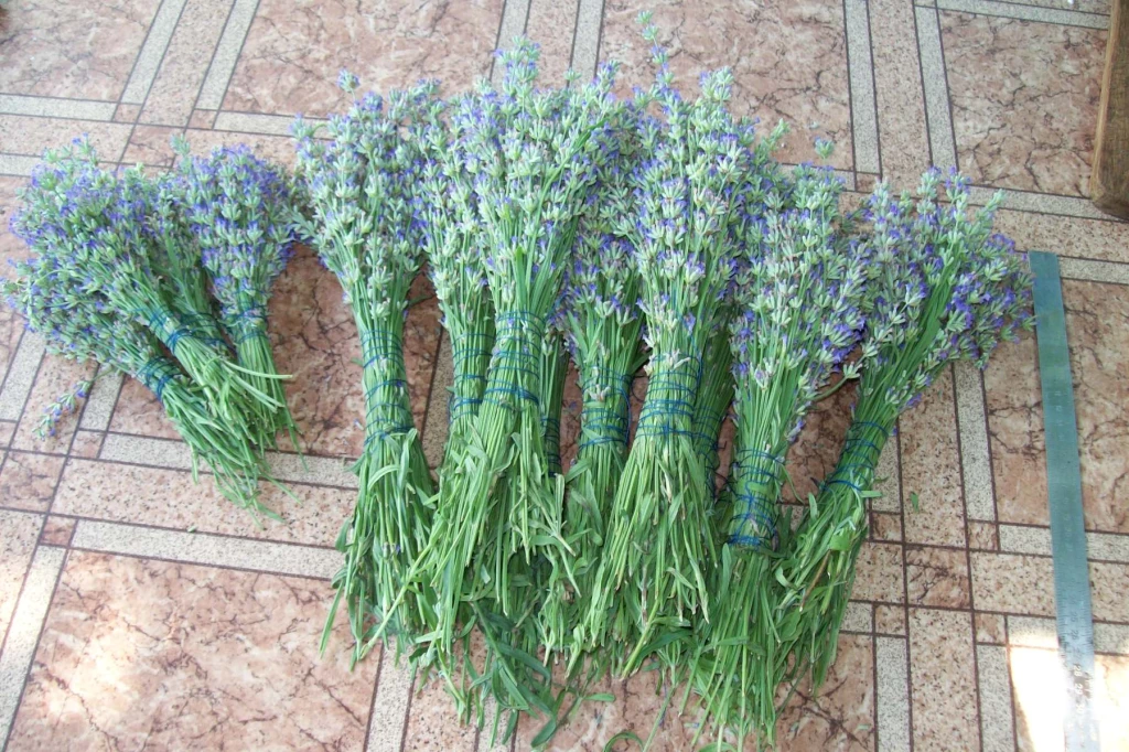 Продам Пихту, Можевельник, Лаванда, Туя, Кампсис или Текома