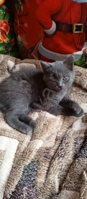 Котенок в хорошие руки