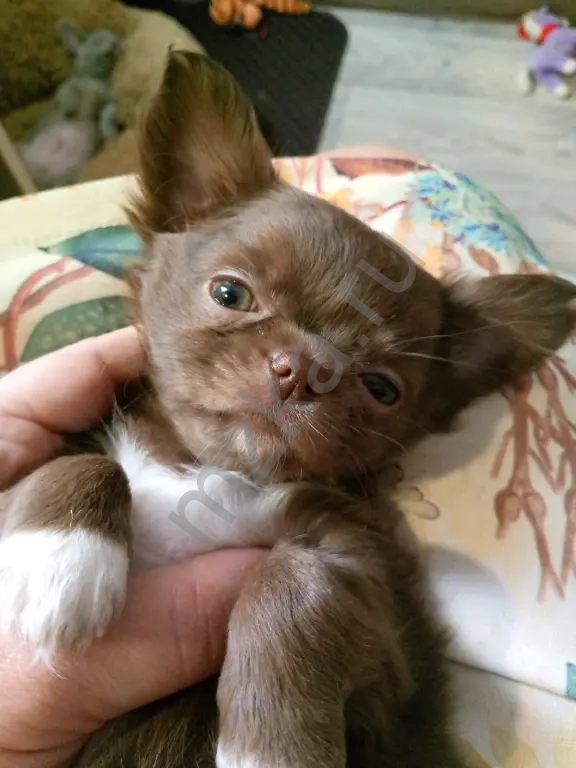 Продажа щенков чихуахуа