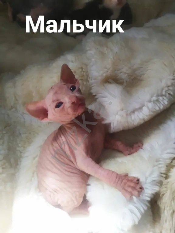 Котята Донского сфинкса