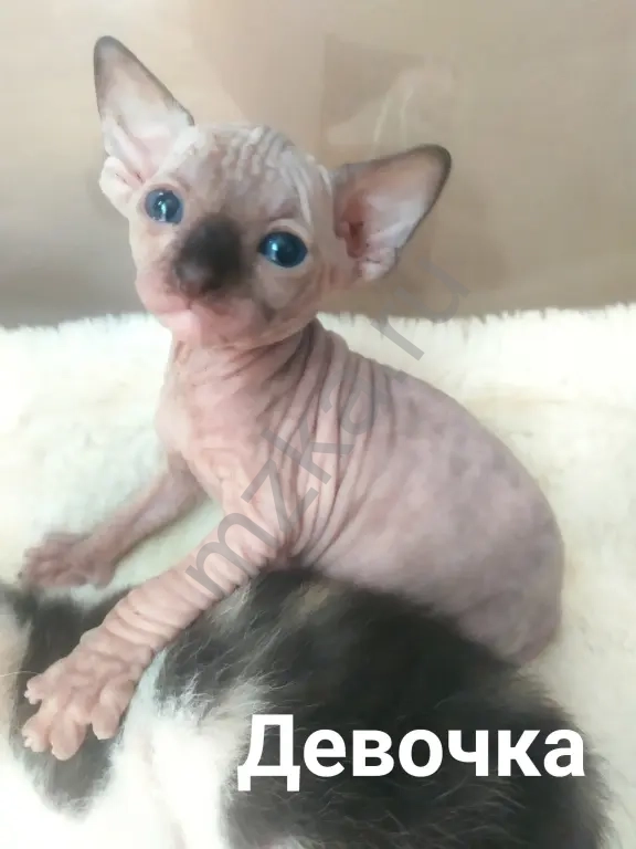 Котята Донского сфинкса