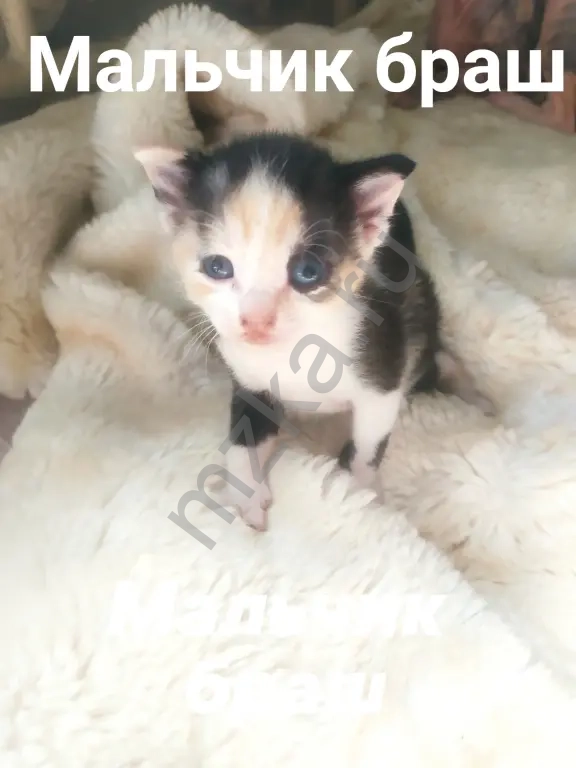 Котята Донского сфинкса