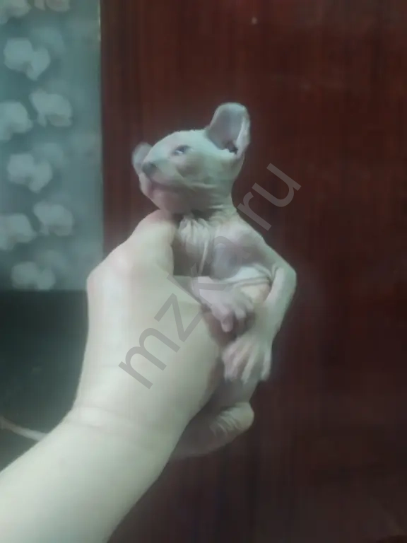Котята породы Эльф девочка и мальчик