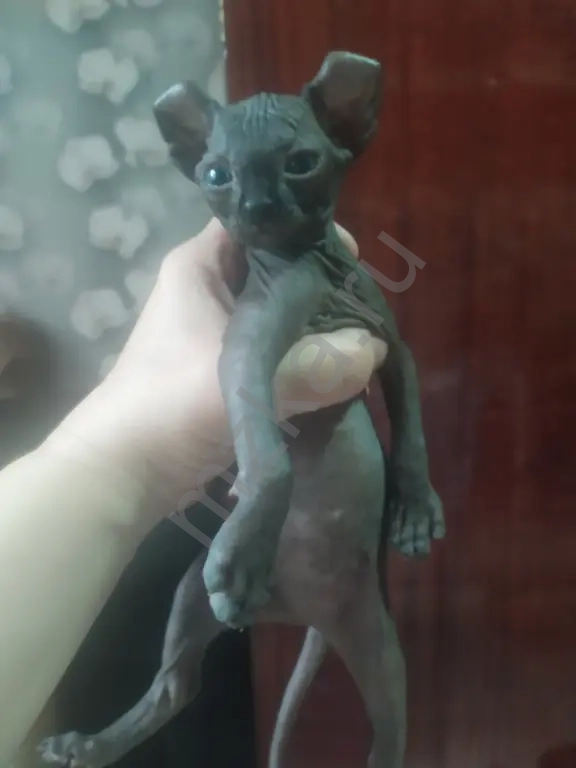 Котята породы Эльф девочка и мальчик