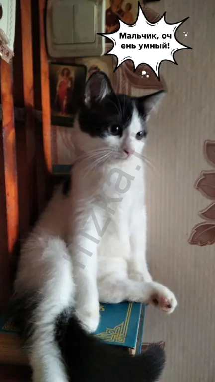 Милые котята в добрые руки